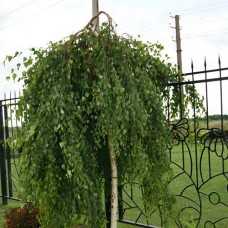 Береза Юнгі на штамбі